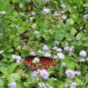 Meet your Posher, Nikkilynn